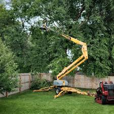 Benson, AZ Tree Removal Services Company